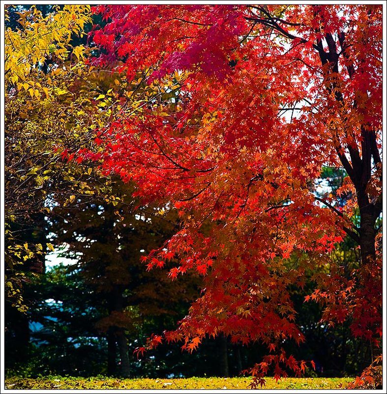 Осеньphoto preview