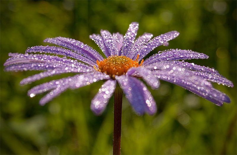 ромашка, роса, лето Утренняя ромашкаphoto preview