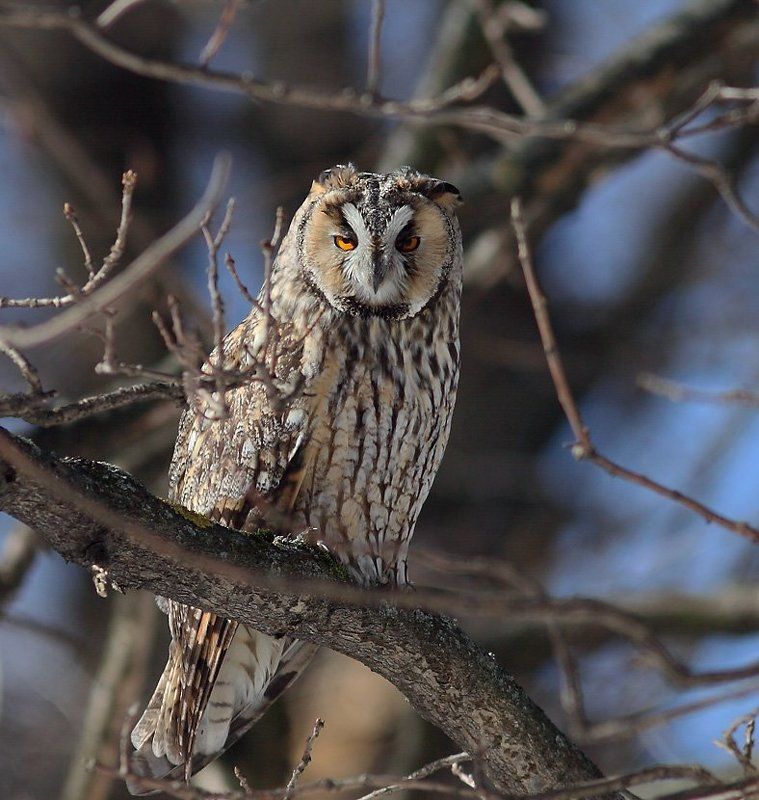 Сонный ушастикphoto preview