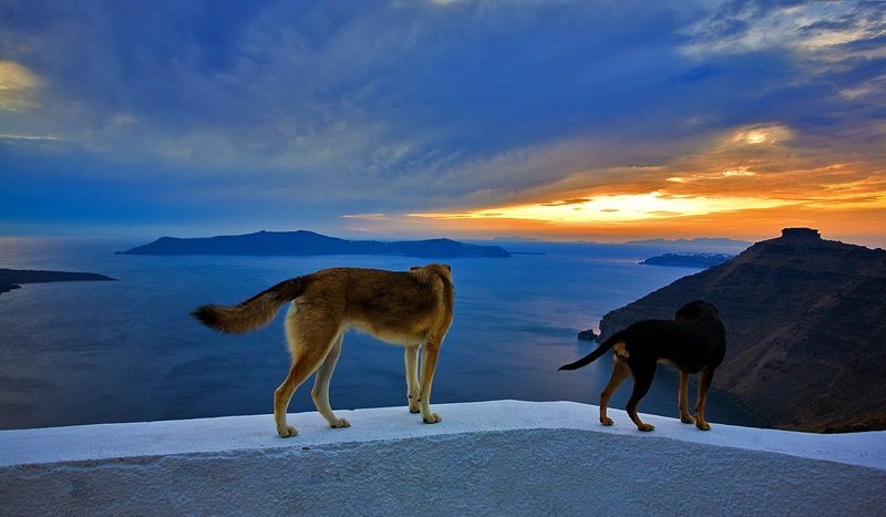 dogs  фото превью