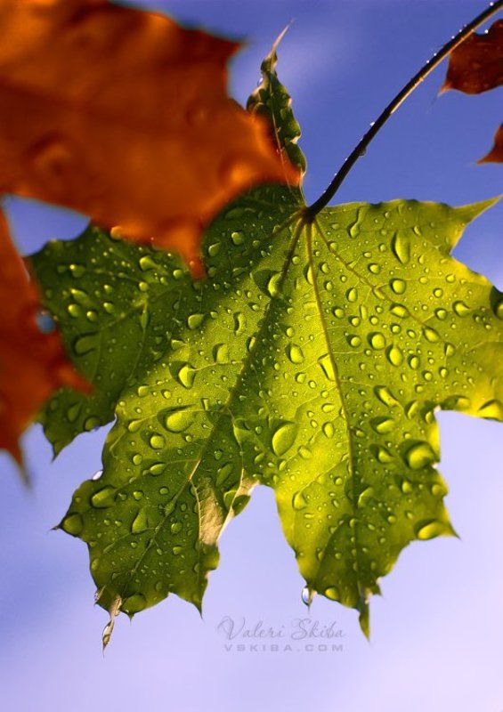 осень,клен,листья Осенние капитошкиphoto preview