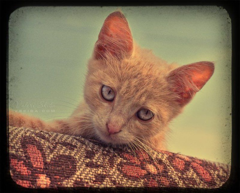 кошки Потеряшкаphoto preview