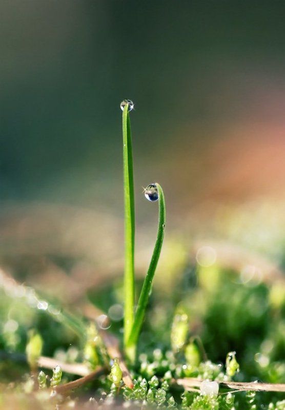 Утренняя картинка с росинкмиphoto preview