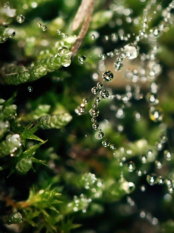 Бусыphoto preview