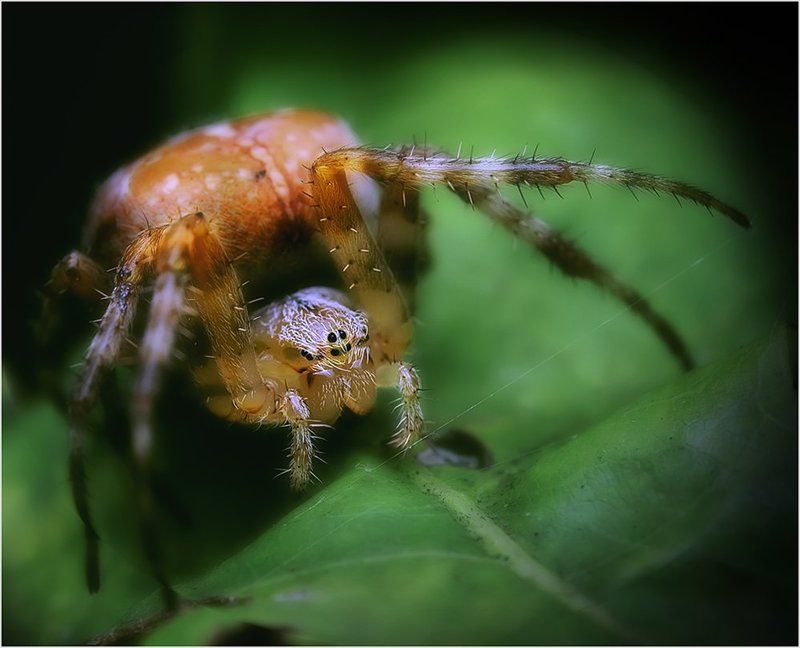 паук, паутина Модель фото превью