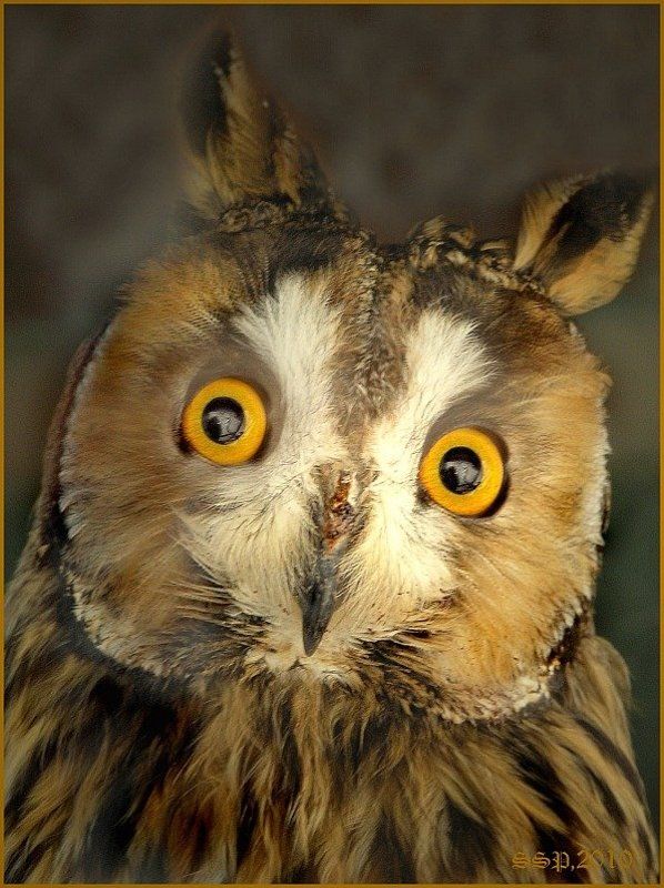 ЧТО?ГДЕ?КОГДА?photo preview