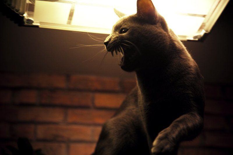 Не подходи!photo preview