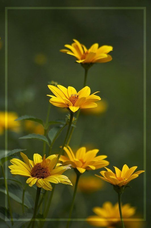 цветы Во саду ли во городе.. фото превью