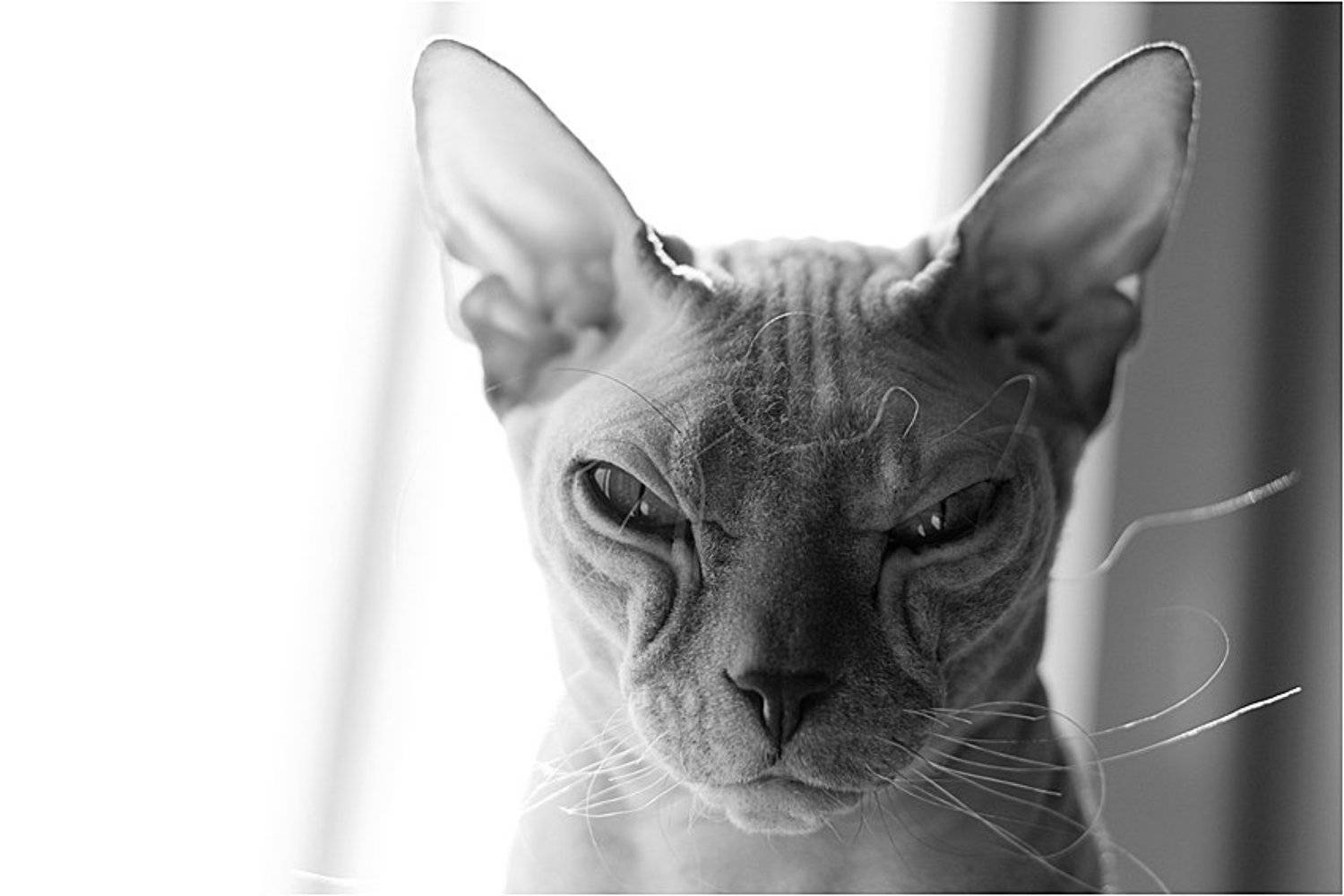 Магия. Автор: Ольга Шуть , Ольга Шуть