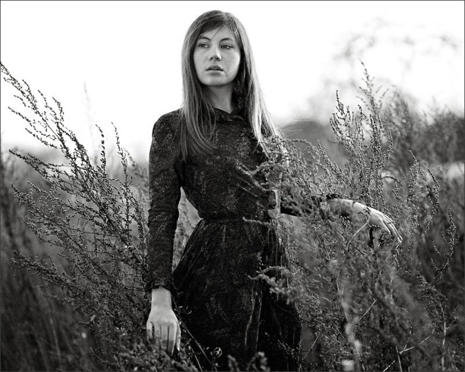 полынь трава горькая. Автор: zumfest , zumfest