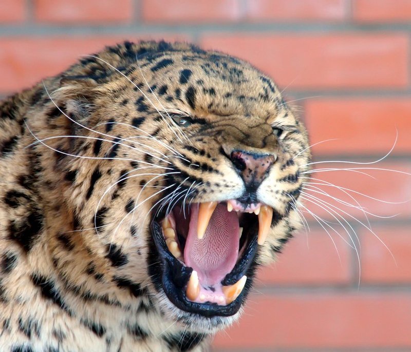 Вау !!!photo preview