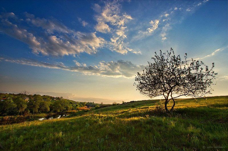 В теплый весенний вечер возле одинокой вишни.photo preview