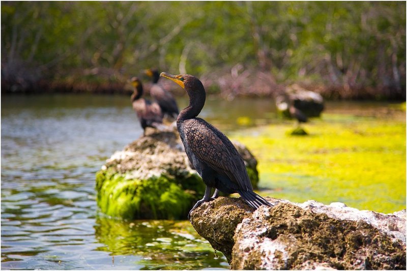 Бакланphoto preview