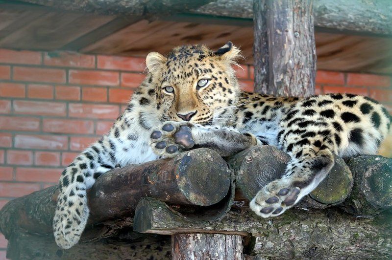 Отдыхающая леопардихаphoto preview