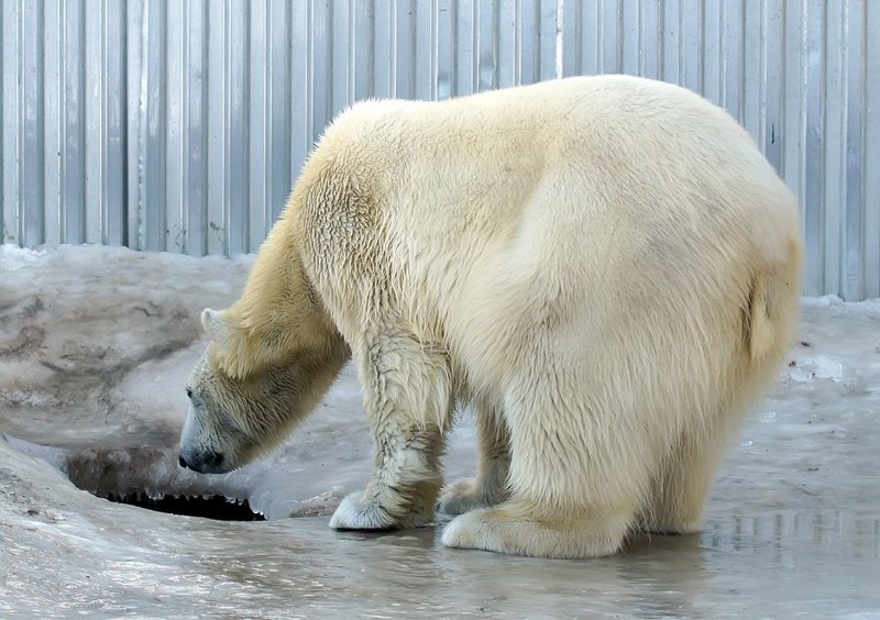 Эй, рыбка, а третье желание?photo preview