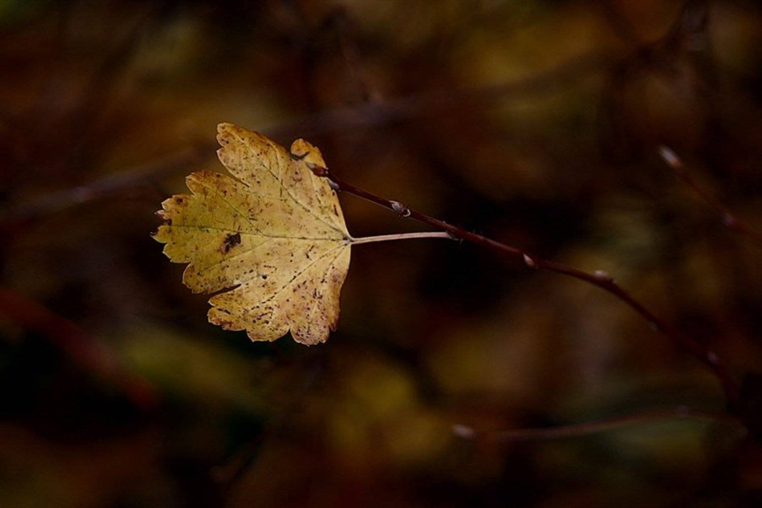 Скоро-скоро и он покинет ветку.. Как все его братья и.. все соседки... Автор: nadyk осень, листик, последний, nadyk