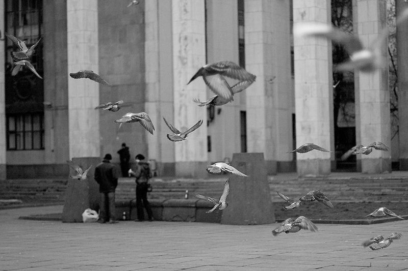 голуби, библиотека ленина, полет Моментphoto preview