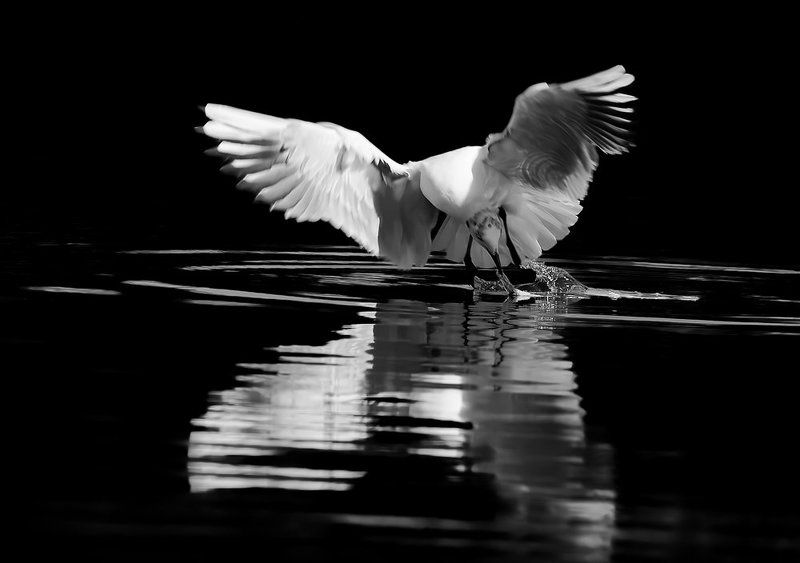 озерная, чайка, larus, ridibundus Обыкновенная чайкаphoto preview