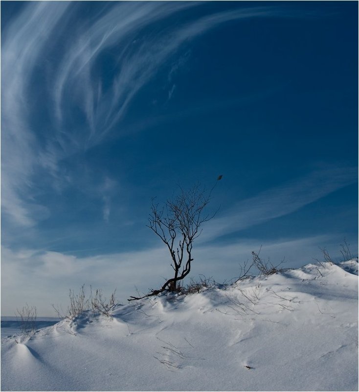 Тянуться к небу................photo preview