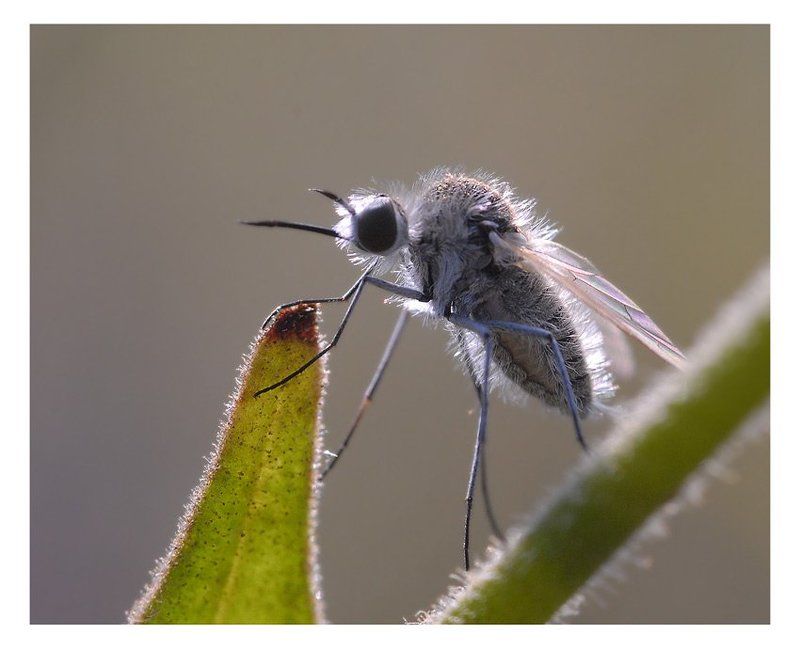 bombyliidae, geron, diptera Утро на мысе Айяphoto preview
