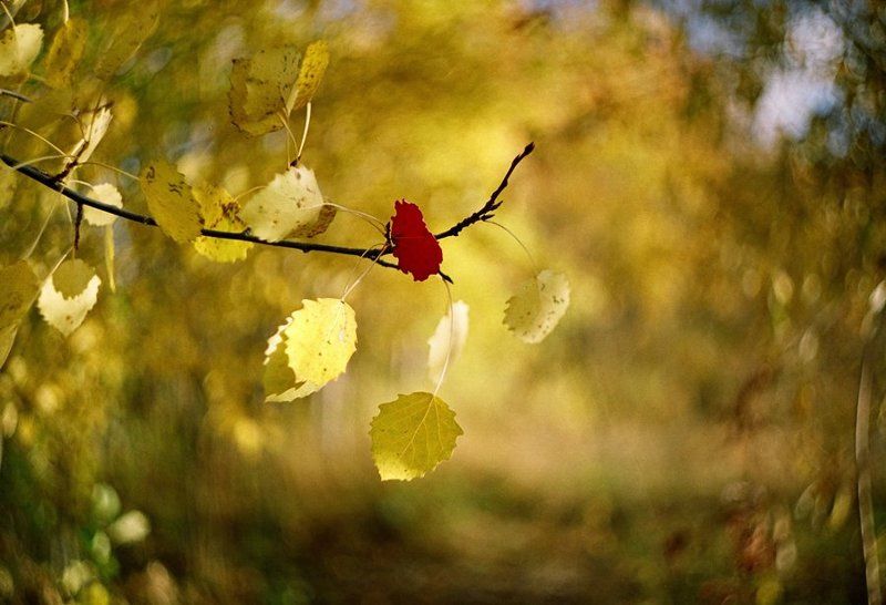 Осенний ветерокphoto preview