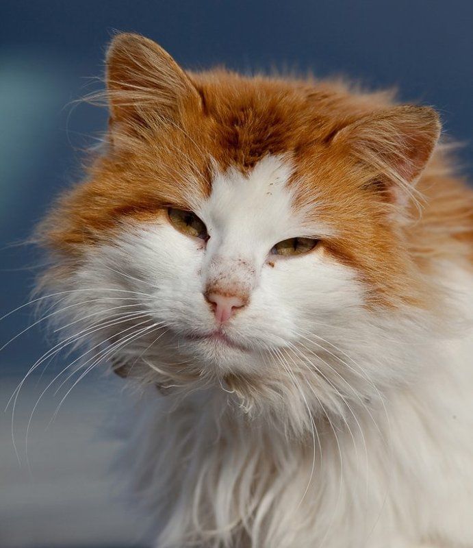 кот, март и еще мартовский котphoto preview