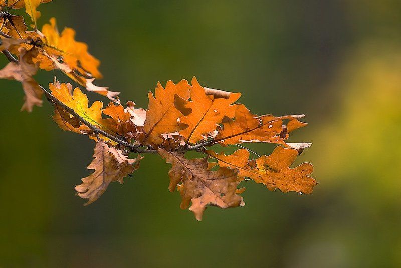 открытка из осениphoto preview