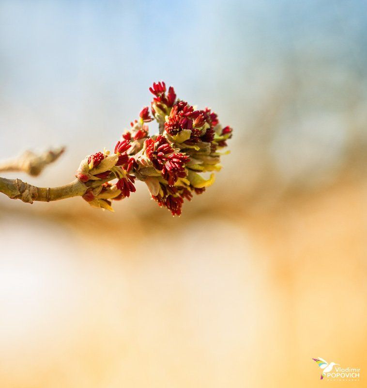 крым Наконец-то Весна!!!photo preview