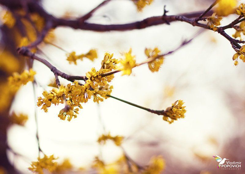 крым Весенняя ;)photo preview