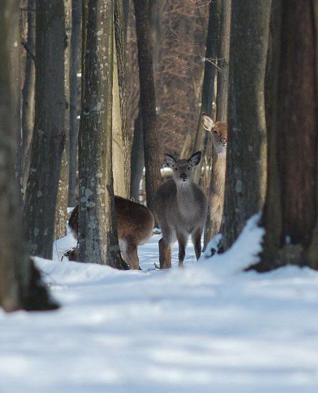 cervus, elaphus  фото превью