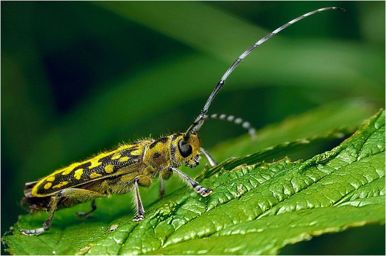 , Курочкин Валерий