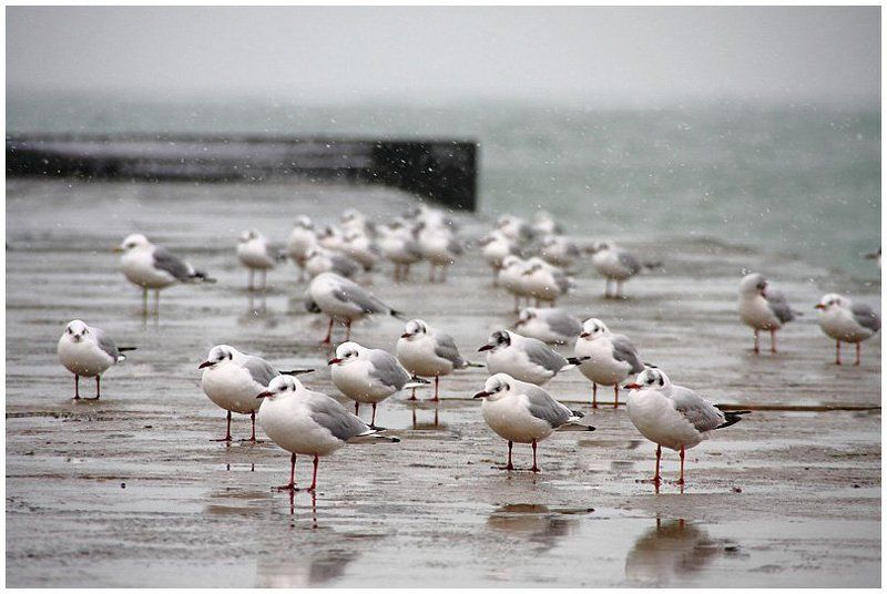 чайки, море, снег Нелетная погодаphoto preview