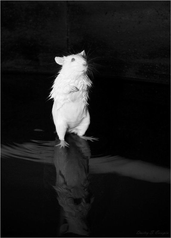 лабораторная крыса, исследования, эксперимент, память Вспомнить всеphoto preview