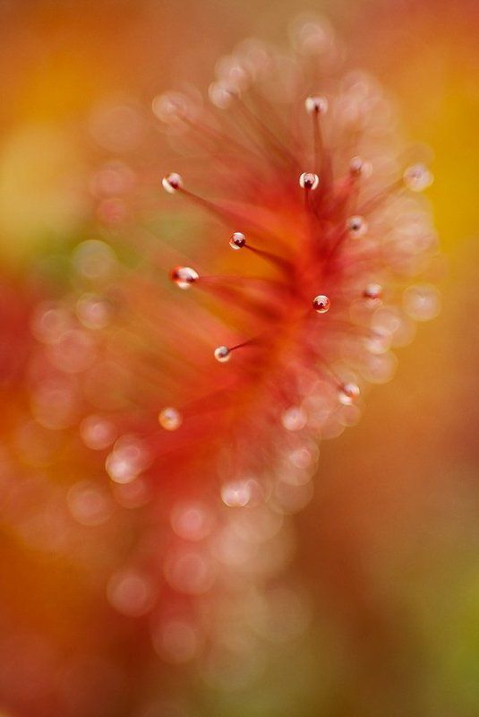 росянка, липучка, макро,цвет Палитраphoto preview