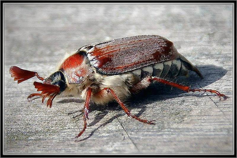 макро, майский жук photo preview