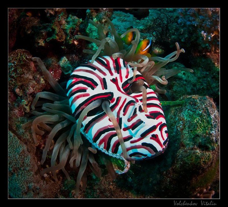 фото Горгонаphoto preview