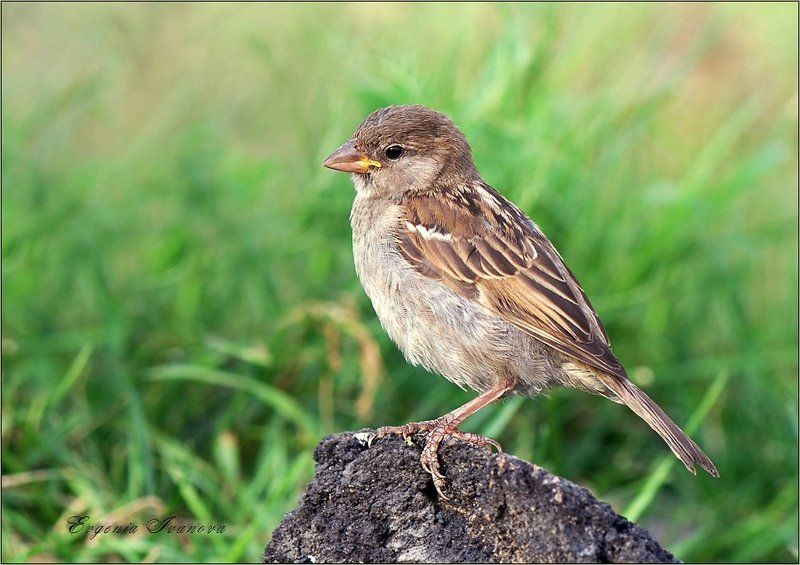 В раздумьях... фото превью