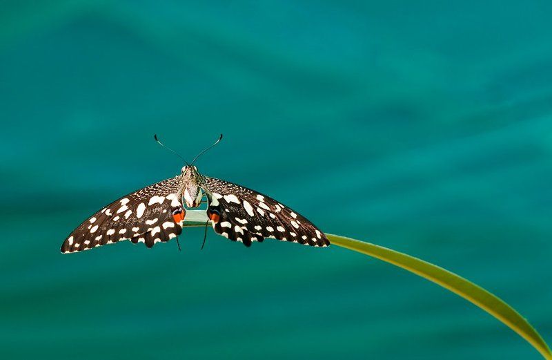 макро, бабочка В отпускеphoto preview