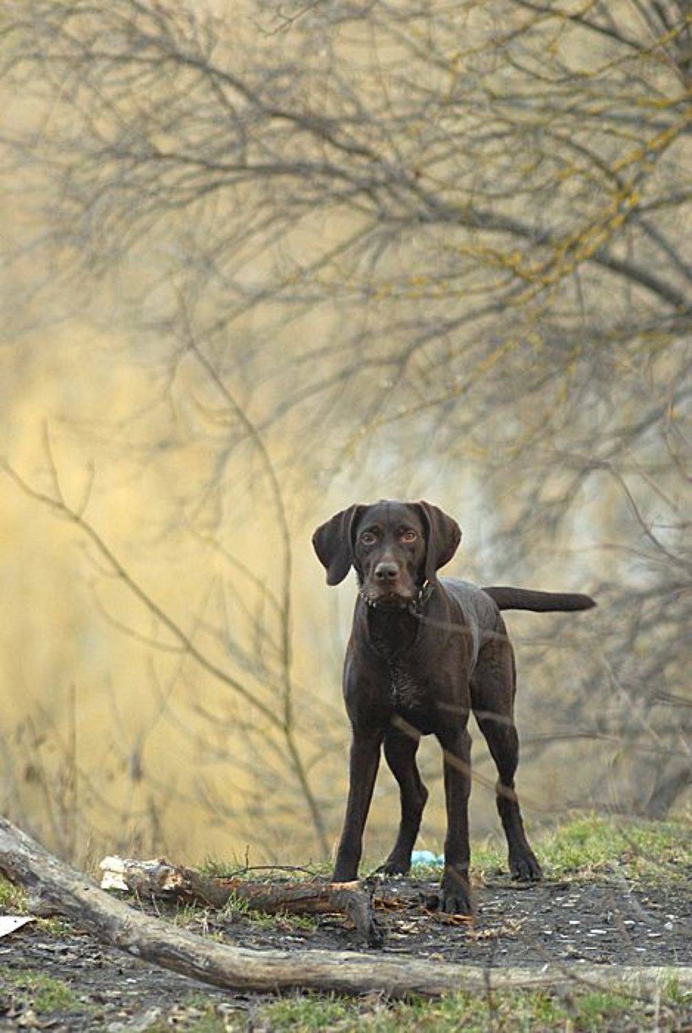 рэй, курц,, mikedrebet