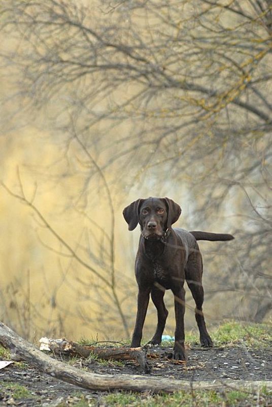 рэй, курц,  фото превью