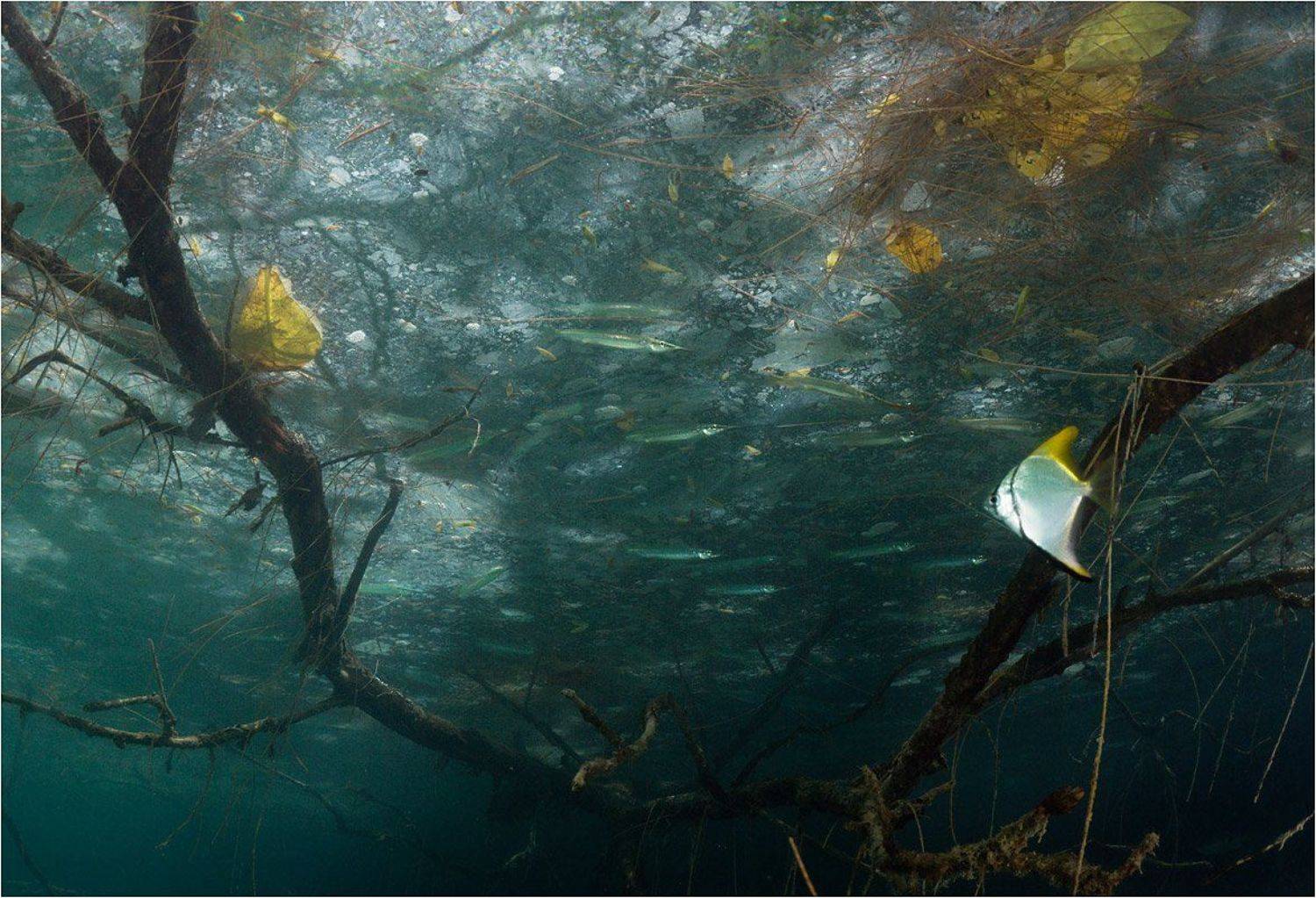 , Сергей Шанин