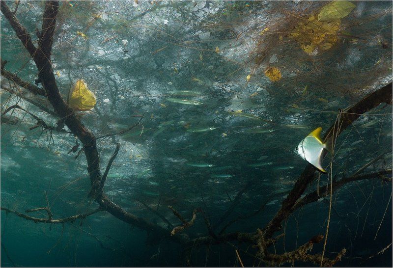 Осенняя пургаphoto preview