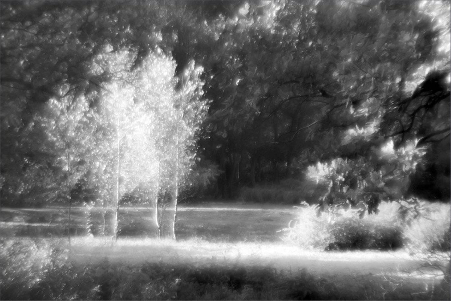 Три девчонки-хохотушки - Три берёзки на опушке... Автор: nadyk природа, берёзки, монокль, nadyk