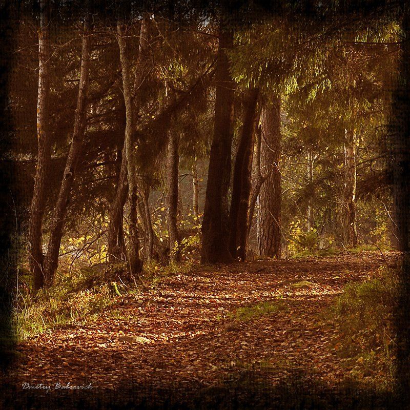 под, выборгом forestphoto preview