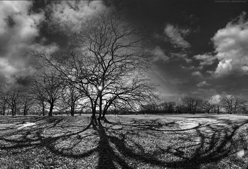 Когда деревья были большимиphoto preview