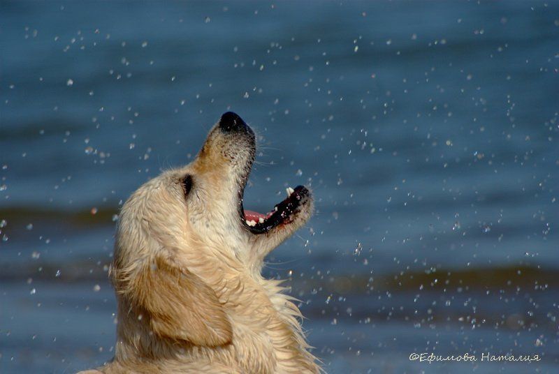 собака, лабрадор Звездопадphoto preview