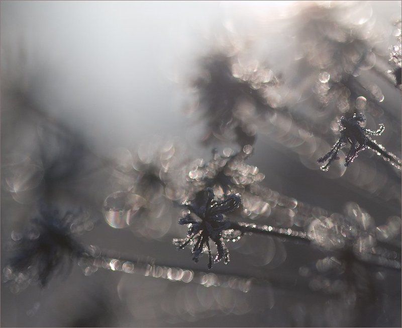 в поисках солнцаphoto preview