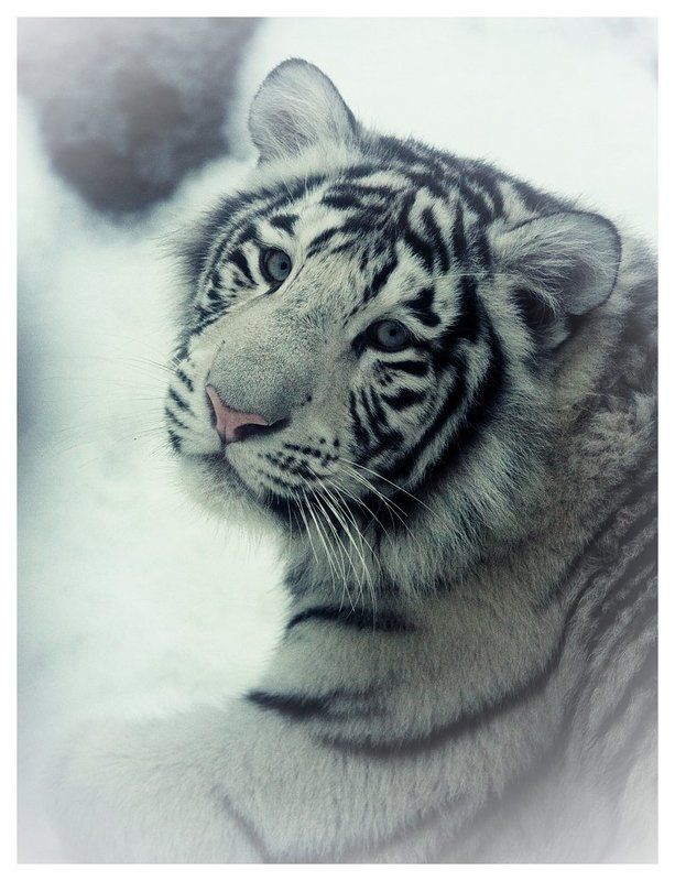 Белый тигренокphoto preview