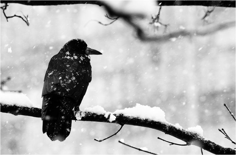 падал прошлогодний снегphoto preview