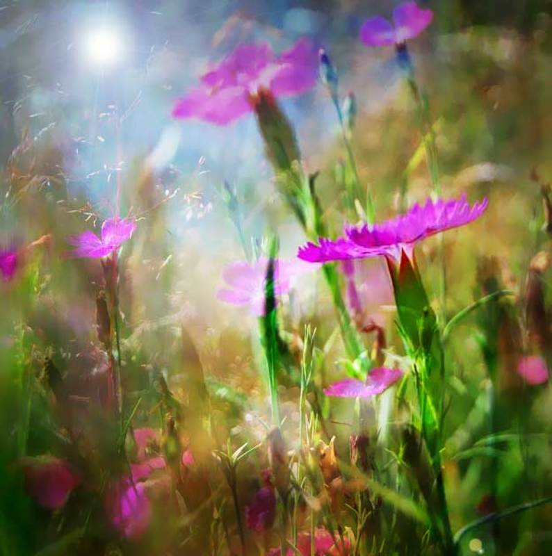 лето, цветы, природа, гвоздики летоphoto preview